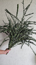 Load image into Gallery viewer, Fresh Eucalyptus