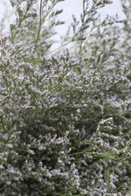 Load image into Gallery viewer, Misty Flowers - Blue