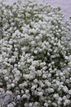 Load image into Gallery viewer, Gypsophilia Flowers