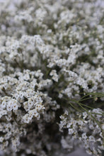 Load image into Gallery viewer, Misty Flowers - White