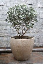 Load image into Gallery viewer, Horus Planter