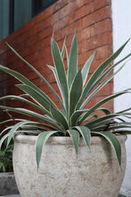 Load image into Gallery viewer, Walter Planter in Beige Textured