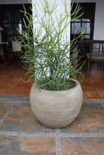 Load image into Gallery viewer, Sorrel Planter in Vintage