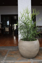 Load image into Gallery viewer, Sorrel Planter in Vintage