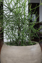Load image into Gallery viewer, Sorrel Planter in Vintage