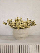 Load image into Gallery viewer, Statice Flowers -  Yellow
