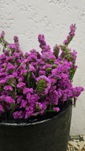 Load image into Gallery viewer, Statice Flowers -  Violet
