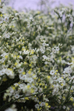 Load image into Gallery viewer, Misty Flowers - Yellow
