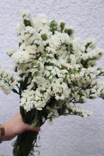 Load image into Gallery viewer, Statice Flowers -  White
