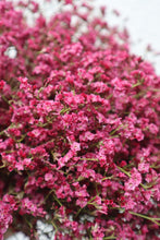 Load image into Gallery viewer, Misty Flowers - Violet
