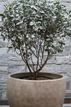 Load image into Gallery viewer, Horus Planter
