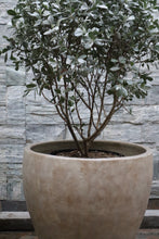 Load image into Gallery viewer, Horus Planter
